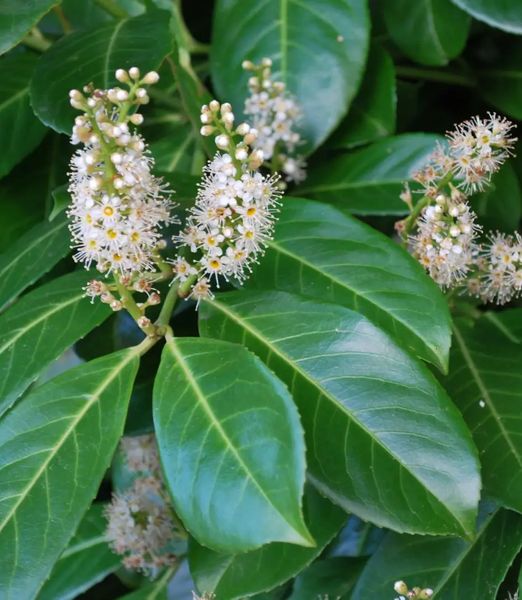 Prunus laurocerasus 'Rotundifolia' extra